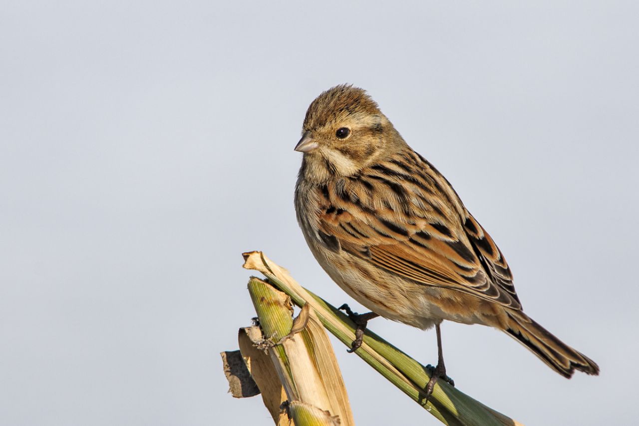 Migliarino di palude (Emberiza schoeniclus)